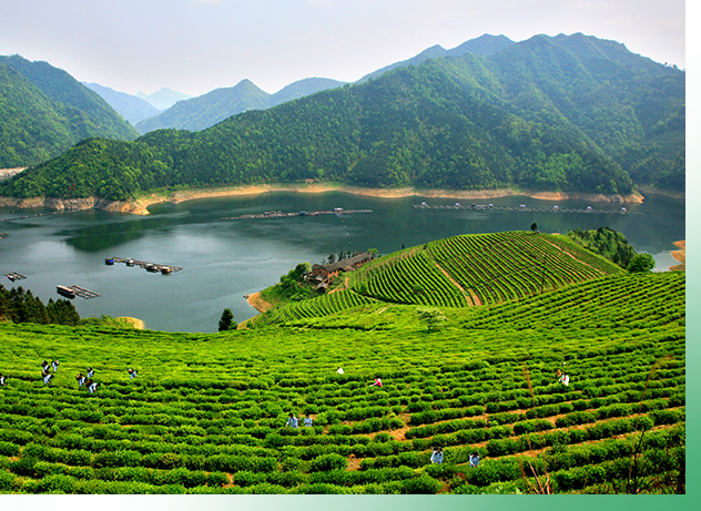 集團(tuán)概況 集團(tuán)概況