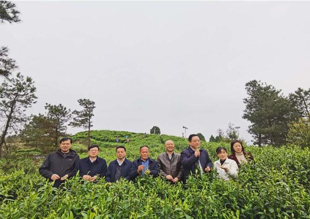 公司負責(zé)人陪同省供銷社、湘西州領(lǐng)導(dǎo)一行調(diào)研我司青干村茶葉扶貧示范基地